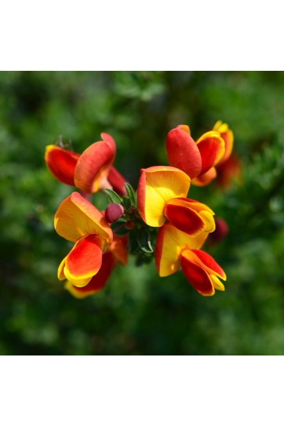 Квіти Рокитника Лена 